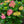 Load image into Gallery viewer, Tilt-A-Swirl Hydrangea