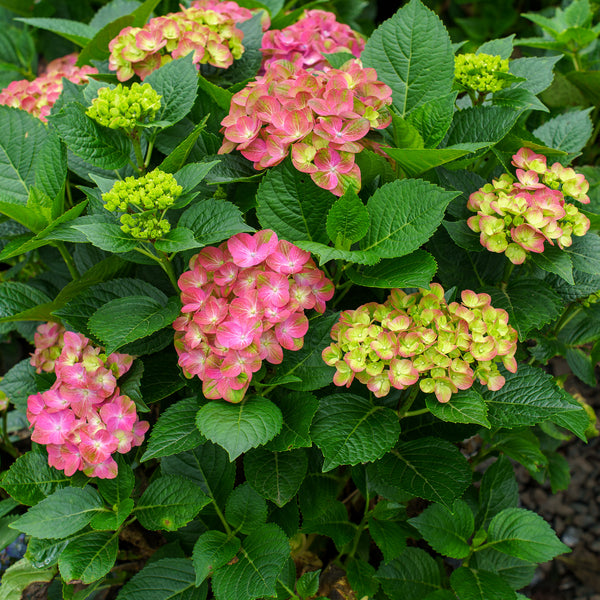 Tilt-A-Swirl Hydrangea