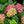 Load image into Gallery viewer, Tilt-A-Swirl Hydrangea