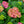 Load image into Gallery viewer, Tilt-A-Swirl Hydrangea