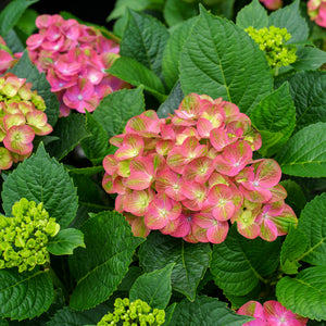 Tilt-A-Swirl Hydrangea