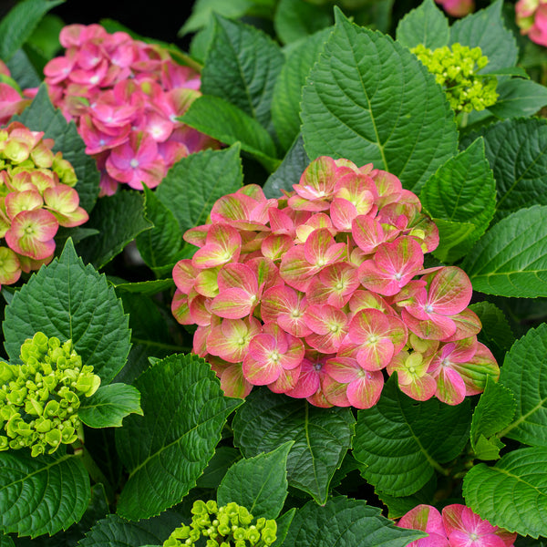 Tilt-A-Swirl Hydrangea
