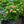 Load image into Gallery viewer, Tilt-A-Swirl Hydrangea