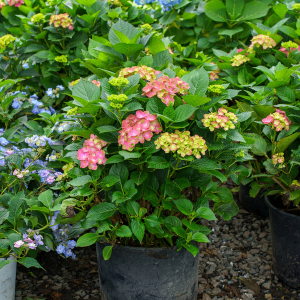Tilt-A-Swirl Hydrangea