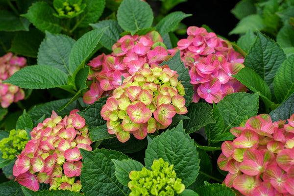 Tilt-A-Swirl Hydrangea