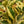 Load image into Gallery viewer, Tineke Rubber Plant