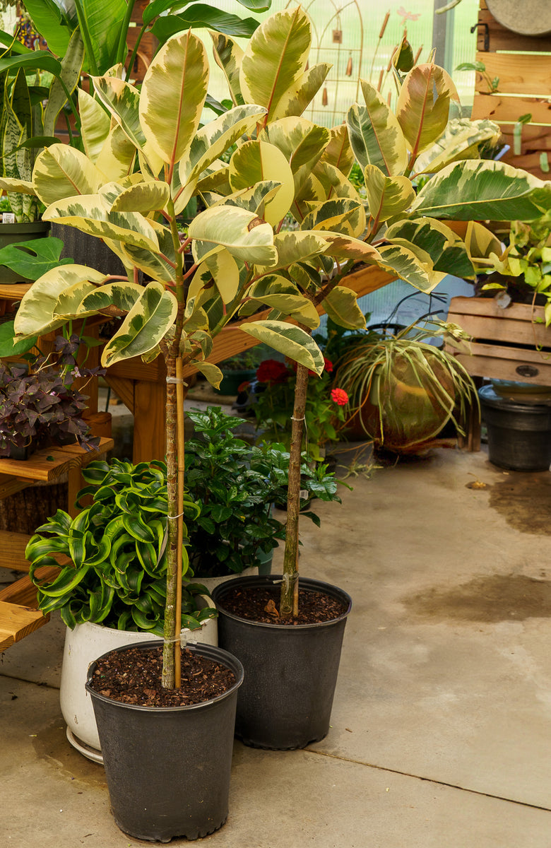 tineke rubber tree light Tineke Rubber Plant – Plant Detectives