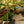 Load image into Gallery viewer, Tineke Rubber Plant