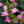 Load image into Gallery viewer, Tiny Tortuga Turtlehead