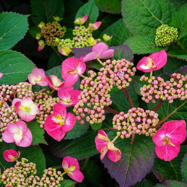 Tiny Tuff Stuff Mountain Hydrangea