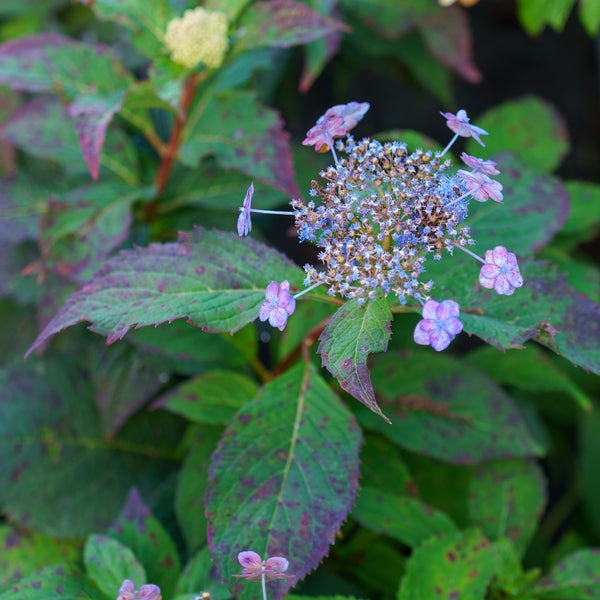 Tiny Tuff Stuff Mountain Hydrangea