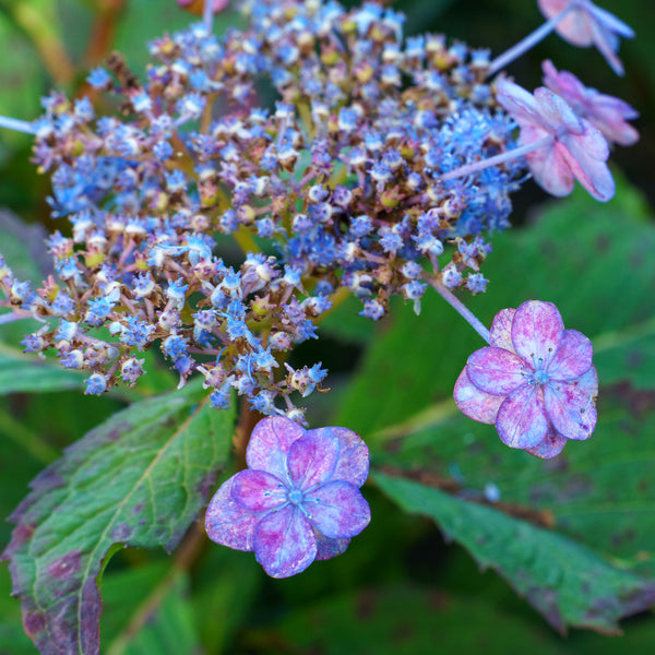 Tiny Tuff Stuff Mountain Hydrangea