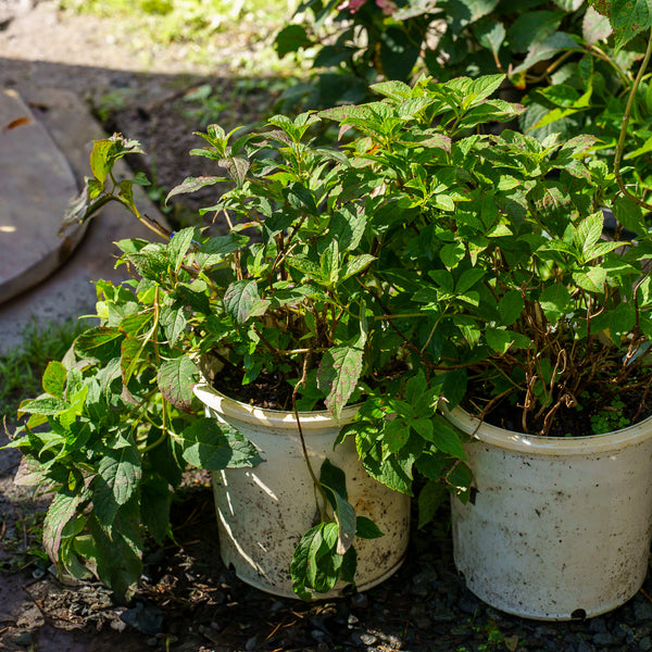 Tiny Tuff Stuff Mountain Hydrangea