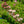 Load image into Gallery viewer, Tiny Wine Ninebark - Ninebark - Shrubs