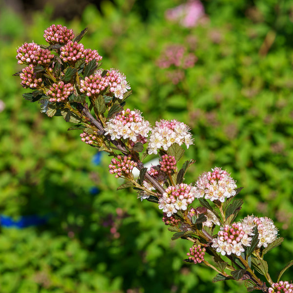 Tiny Wine Gold Ninebark Shrubs Plant Detectives   