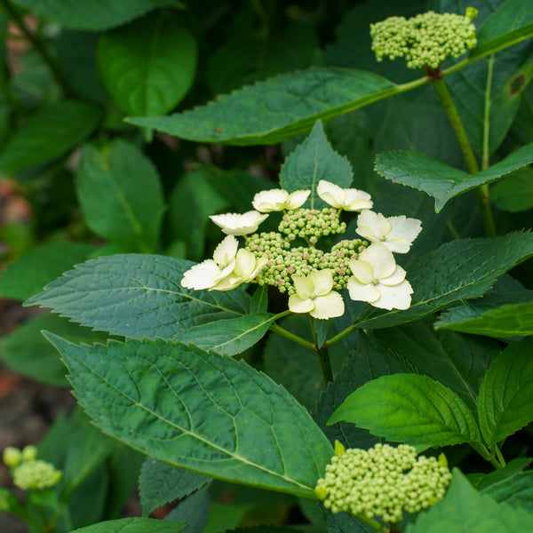 Tokyo Delight Bigleaf Hydrangea