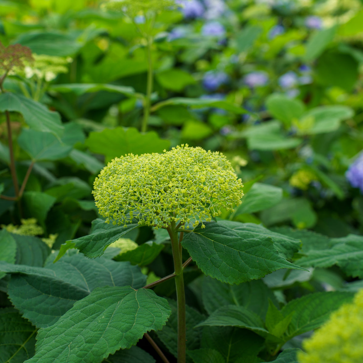 Tokyo Delight Bigleaf Hydrangea – Plant Detectives