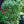 Load image into Gallery viewer, Tokyo Tower Chinese Fringetree - Other Flowering Trees - Flowering Trees