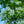 Load image into Gallery viewer, Tokyo Tower Chinese Fringetree - Other Flowering Trees - Flowering Trees