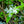 Load image into Gallery viewer, Tokyo Tower Chinese Fringetree - Other Flowering Trees - Flowering Trees
