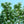 Load image into Gallery viewer, Tokyo Tower Chinese Fringetree - Other Flowering Trees - Flowering Trees