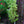 Load image into Gallery viewer, Tokyo Tower Chinese Fringetree - Other Flowering Trees - Flowering Trees