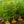 Load image into Gallery viewer, Tokyo Tower Chinese Fringetree