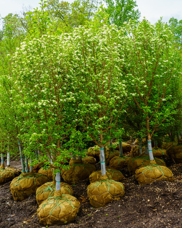 Tokyo Tower Chinese Fringe Tree