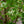 Load image into Gallery viewer, Tokyo Tower Chinese Fringetree