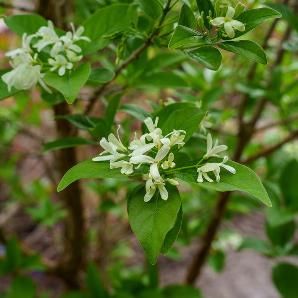 Tokyo Tower Chinese Fringe Tree