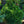 Load image into Gallery viewer, Tompa Norway Spruce