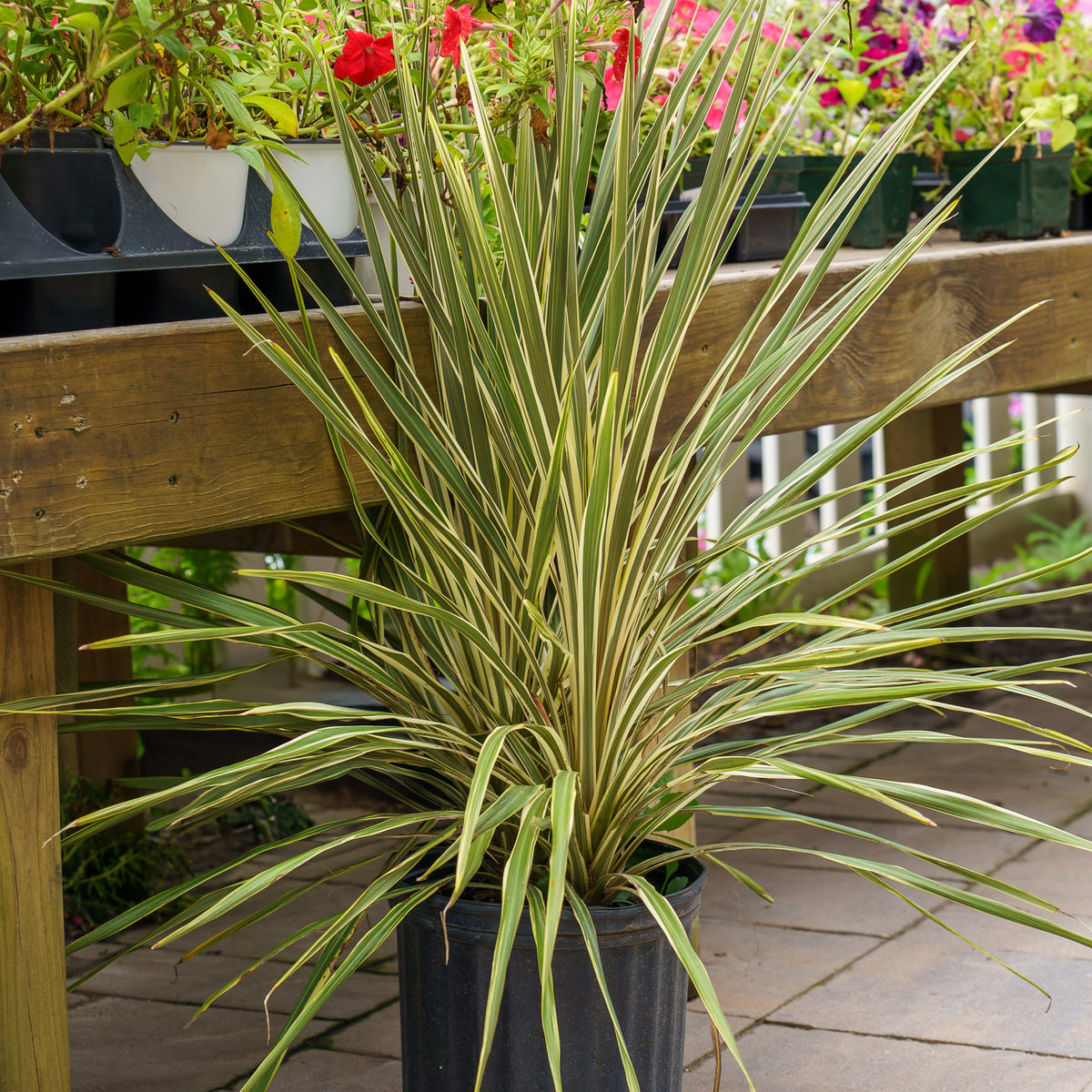 torbay dazzler dracaena palm Torbay Dazzler Cordyline – Plant Detectives