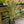 Load image into Gallery viewer, Torbay Dazzler Cordyline