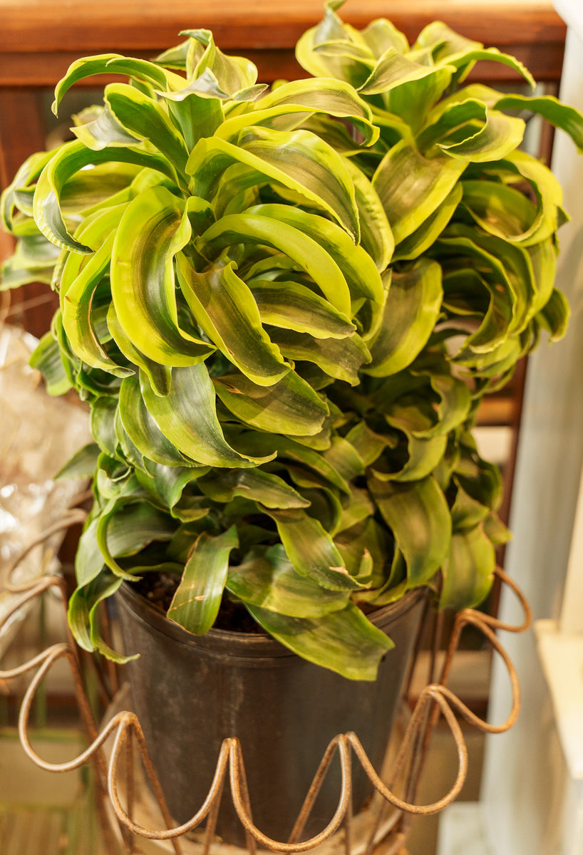 dracena fertilizer Tornado Dracaena – Plant Detectives