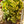 Load image into Gallery viewer, Tornado Dracaena