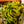 Load image into Gallery viewer, Tornado Dracaena