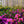 Load image into Gallery viewer, Tradition Azalea - Azalea - Shrubs