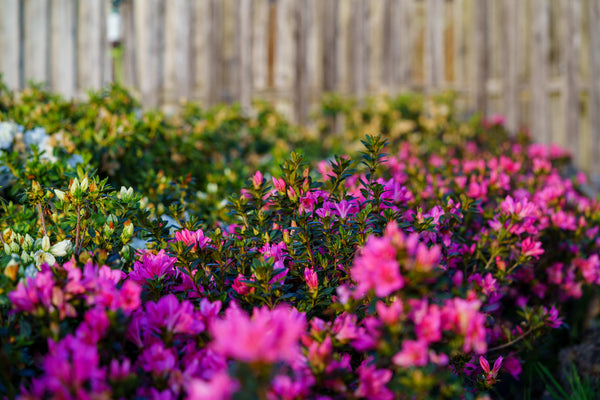 Tradition Azalea - Azalea - Shrubs