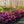 Load image into Gallery viewer, Tradition Azalea - Azalea - Shrubs