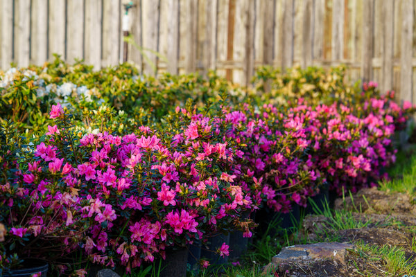 Tradition Azalea - Azalea - Shrubs