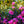 Load image into Gallery viewer, Tradition Azalea - Azalea - Shrubs