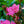 Load image into Gallery viewer, Tradition Azalea - Azalea - Shrubs
