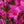 Load image into Gallery viewer, Tradition Azalea - Azalea - Shrubs