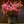 Load image into Gallery viewer, Tradition Azalea - Azalea - Shrubs