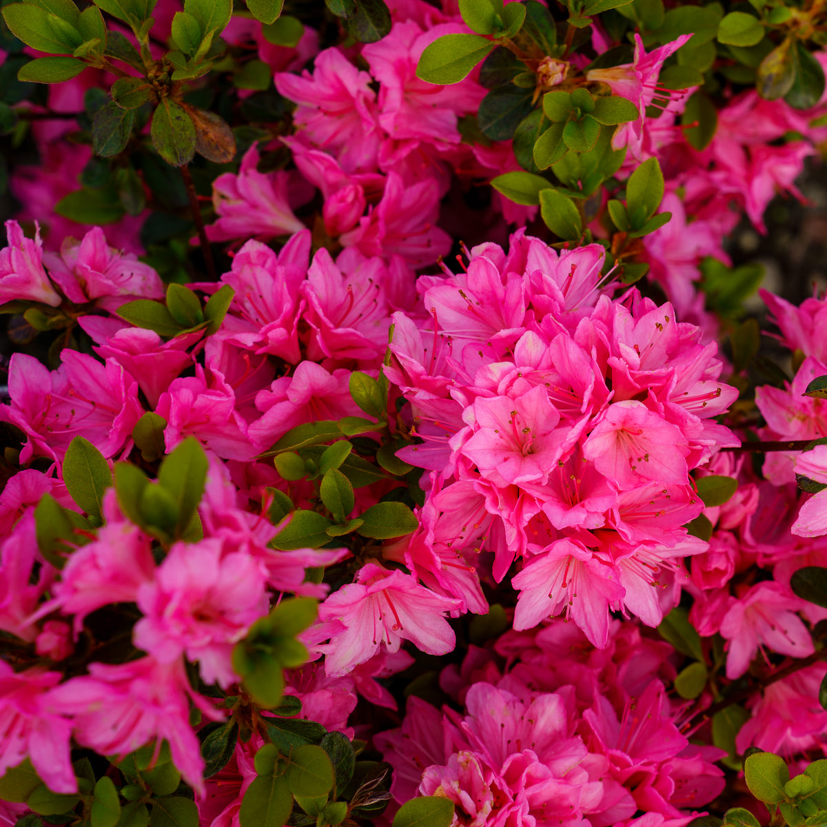 Tradition Azalea – Plant Detectives