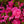Load image into Gallery viewer, Tradition Azalea
