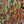 Load image into Gallery viewer, Trailing Trio Stonecrop