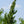 Load image into Gallery viewer, Trautman Juniper - Juniper - Conifers