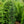 Load image into Gallery viewer, Trautman Chinese Juniper