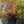 Load image into Gallery viewer, Tri-Color Japanese Spirea